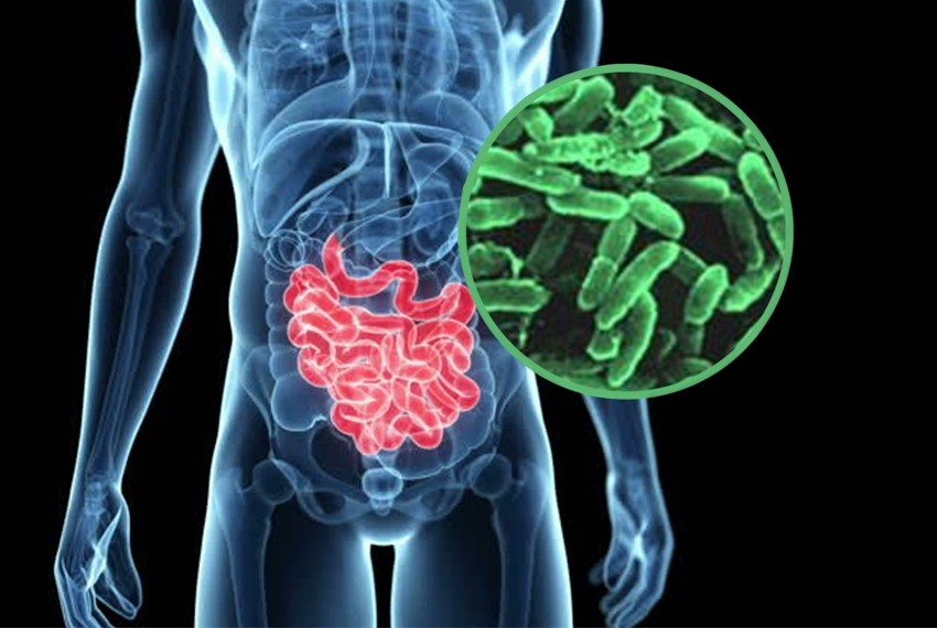 Salud intestinal y sistema inmune - Laboratorios Alfasigma